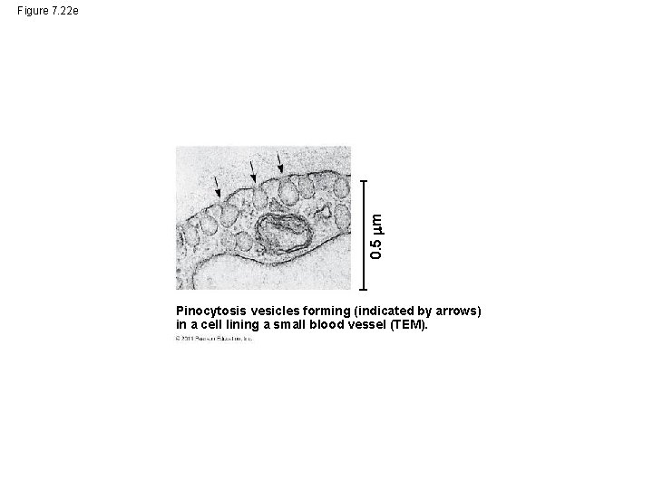 0. 5 m Figure 7. 22 e Pinocytosis vesicles forming (indicated by arrows) in