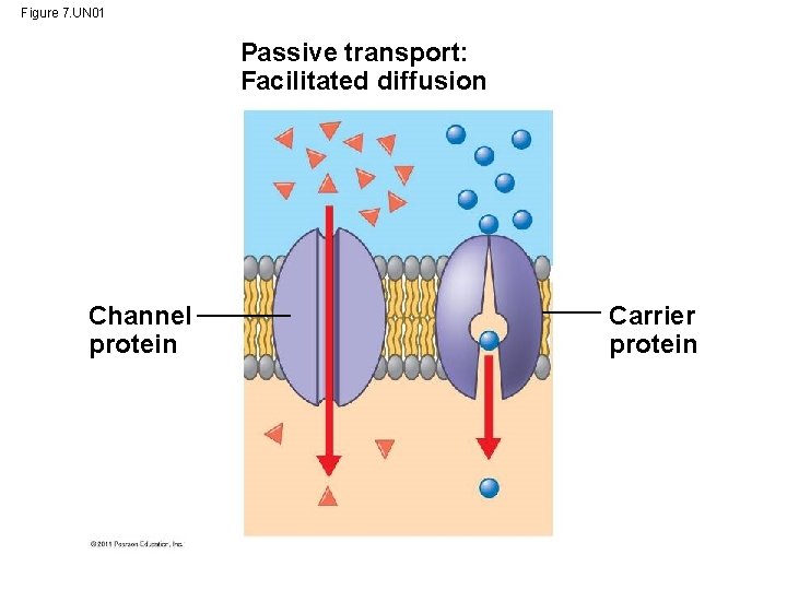 Figure 7. UN 01 Passive transport: Facilitated diffusion Channel protein Carrier protein 