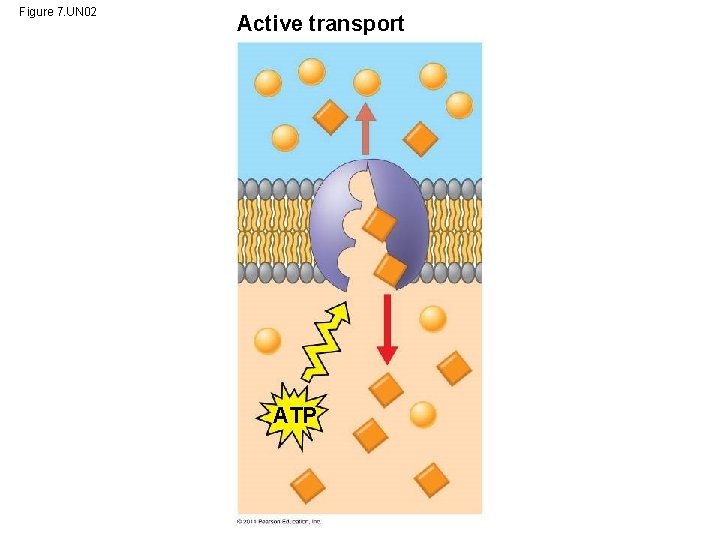 Figure 7. UN 02 Active transport ATP 