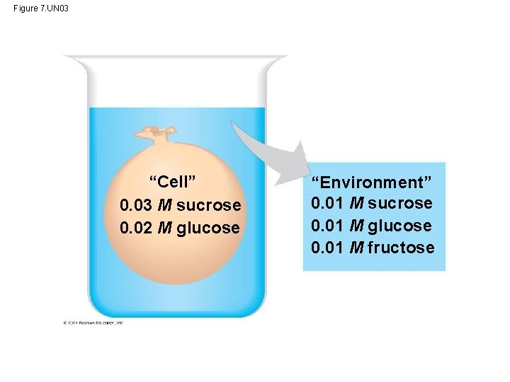 Figure 7. UN 03 “Cell” 0. 03 M sucrose 0. 02 M glucose “Environment”