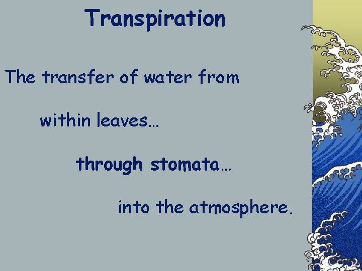 Transpiration The transfer of water from within leaves… through stomata… into the atmosphere. 