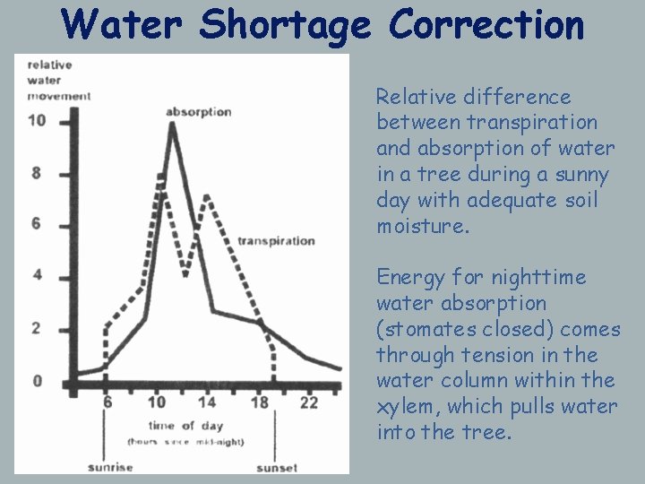 Water Shortage Correction Relative difference between transpiration and absorption of water in a tree