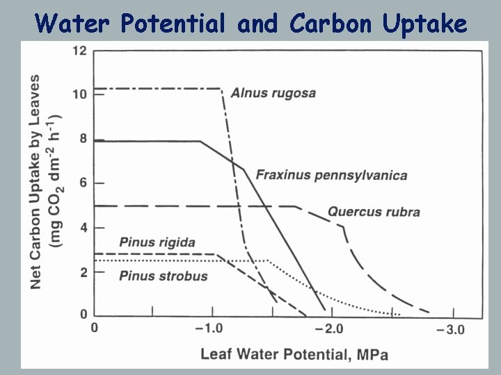 Water Potential and Carbon Uptake 