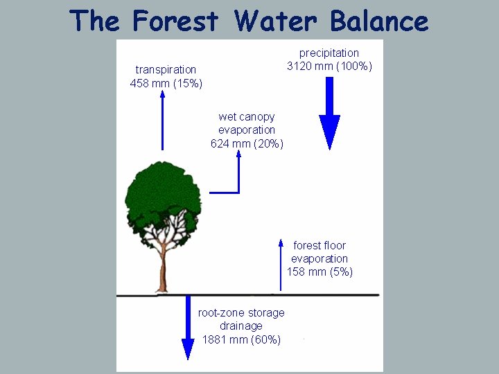 The Forest Water Balance precipitation 3120 mm (100%) transpiration 458 mm (15%) wet canopy