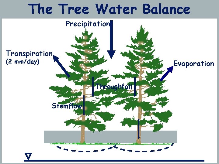 The Tree Water Balance Precipitation Transpiration (2 mm/day) Evaporation Throughfall Stemflow 