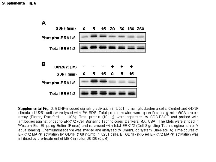 Supplemental Fig. 6 A 0 5 15 30 60 180 360 U 0126 (5