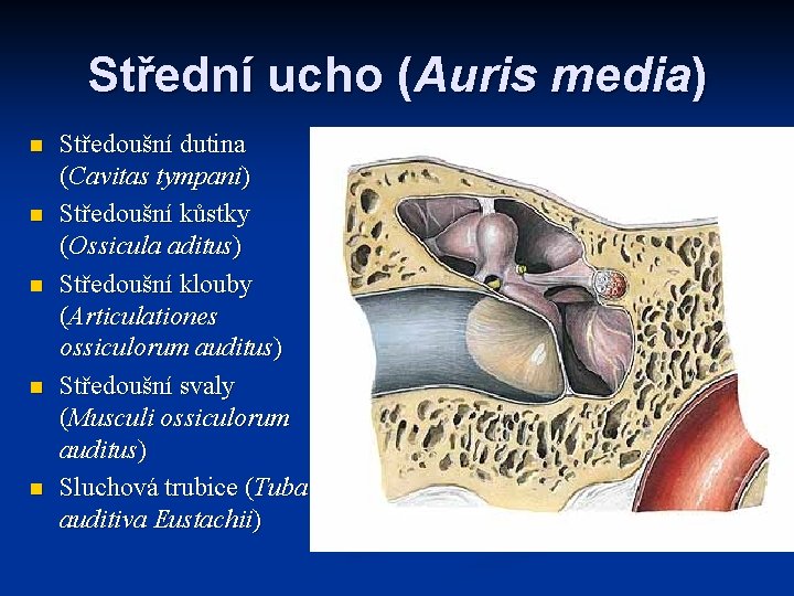 Střední ucho (Auris media) n n n Středoušní dutina (Cavitas tympani) Středoušní kůstky (Ossicula