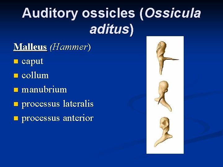Auditory ossicles (Ossicula aditus) Malleus (Hammer) n caput n collum n manubrium n processus
