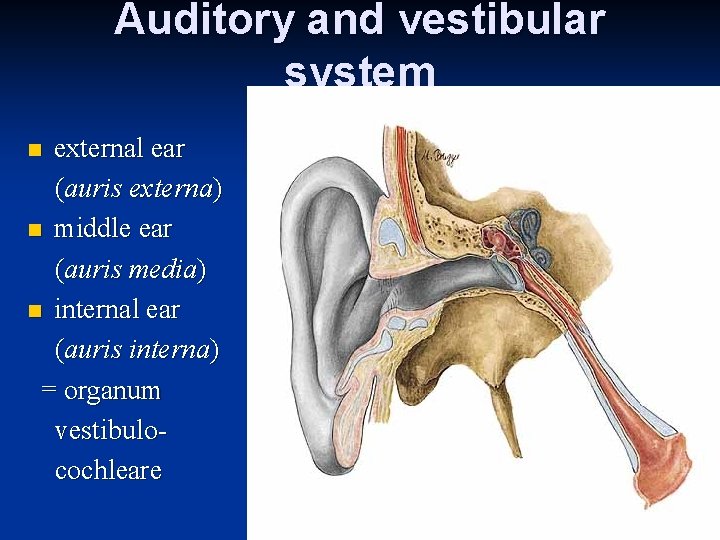 Auditory and vestibular system external ear (auris externa) n middle ear (auris media) n Auditory and vestibular system external ear (auris externa) n middle ear (auris media) n
