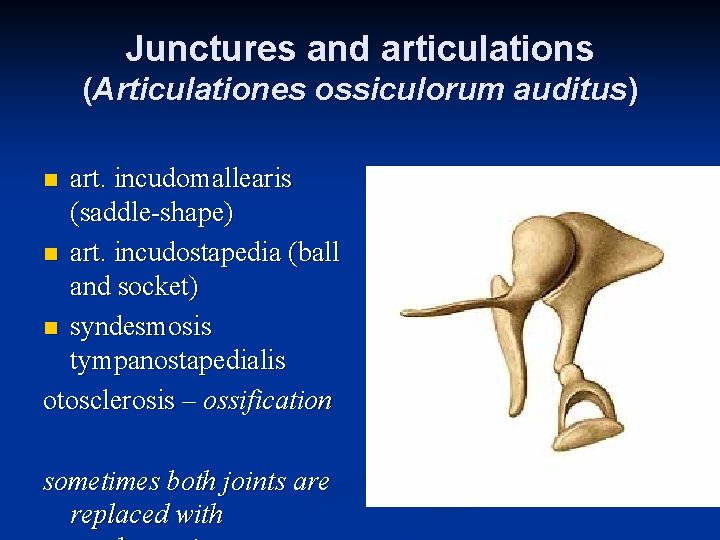 Junctures and articulations (Articulationes ossiculorum auditus) art. incudomallearis (saddle-shape) n art. incudostapedia (ball and Junctures and articulations (Articulationes ossiculorum auditus) art. incudomallearis (saddle-shape) n art. incudostapedia (ball and