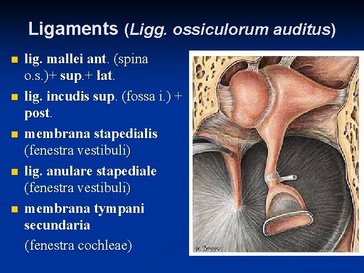 Ligaments (Ligg. ossiculorum auditus) n n n lig. mallei ant. (spina o. s. )+
