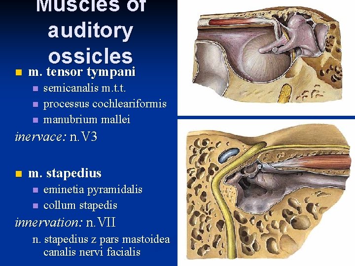 n Muscles of auditory ossicles m. tensor tympani n n n semicanalis m. t.