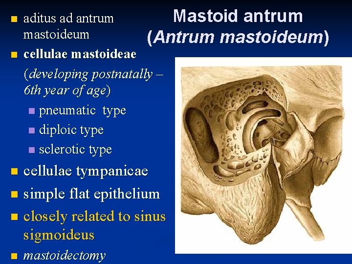 n n Mastoid antrum aditus ad antrum mastoideum (Antrum mastoideum) cellulae mastoideae (developing postnatally