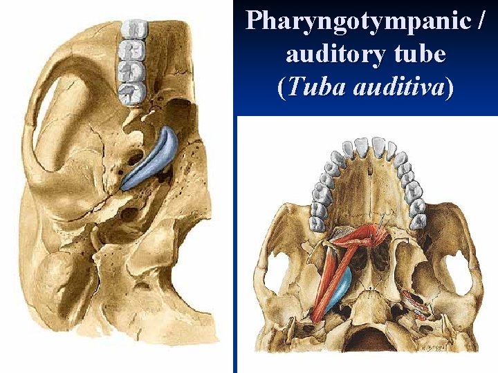 Pharyngotympanic / auditory tube (Tuba auditiva) Pharyngotympanic / auditory tube (Tuba auditiva)