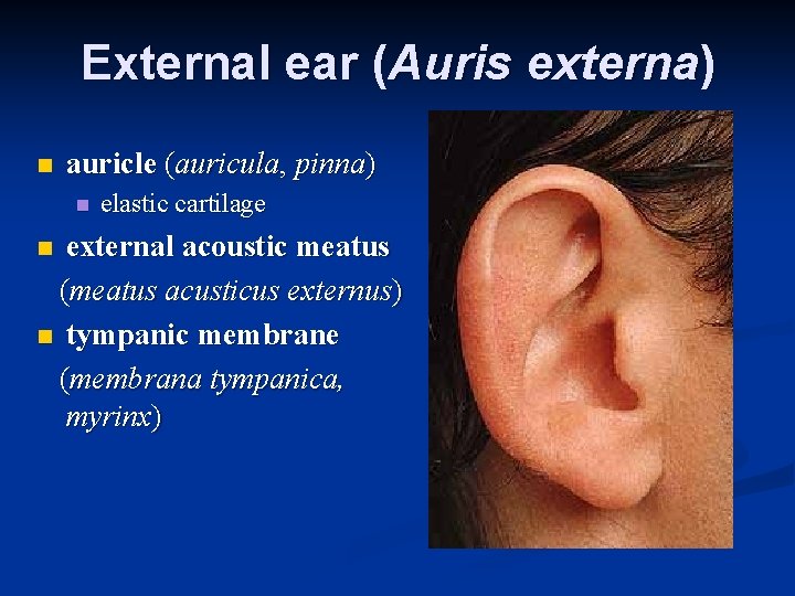 External ear (Auris externa) n auricle (auricula, pinna) n elastic cartilage external acoustic meatus External ear (Auris externa) n auricle (auricula, pinna) n elastic cartilage external acoustic meatus