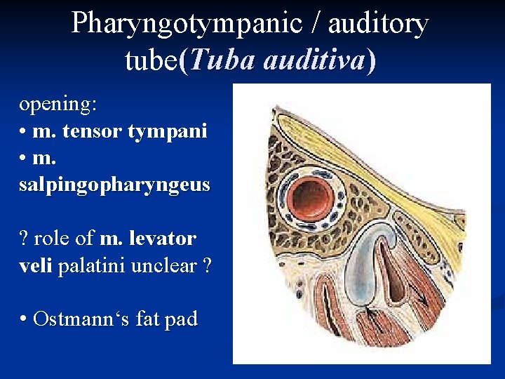 Pharyngotympanic / auditory tube(Tuba auditiva) opening: • m. tensor tympani • m. salpingopharyngeus ?