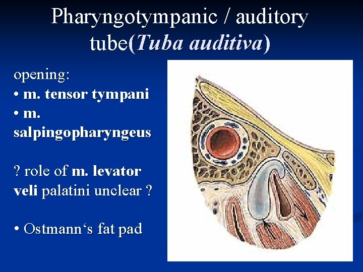 Pharyngotympanic / auditory tube(Tuba auditiva) opening: • m. tensor tympani • m. salpingopharyngeus ? Pharyngotympanic / auditory tube(Tuba auditiva) opening: • m. tensor tympani • m. salpingopharyngeus ?