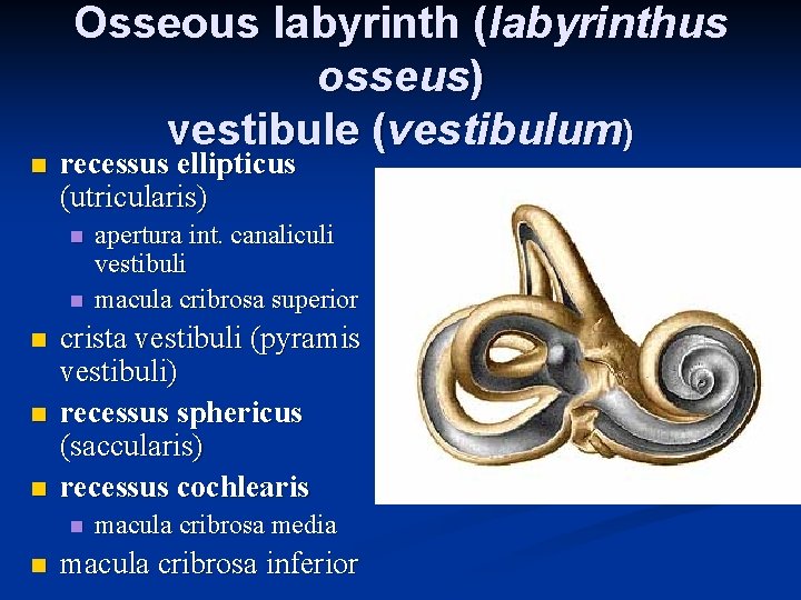 n Osseous labyrinth (labyrinthus osseus) vestibule (vestibulum) recessus ellipticus (utricularis) n n n crista