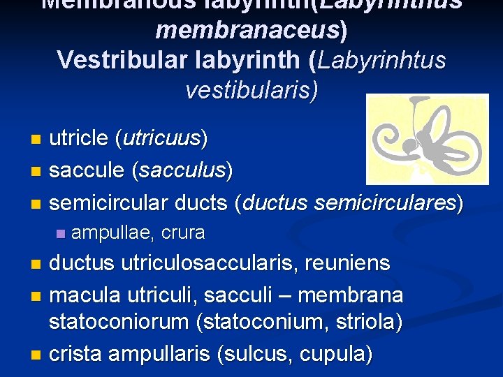 Membranous labyrinth(Labyrinthus membranaceus) Vestribular labyrinth (Labyrinhtus vestibularis) utricle (utricuus) n saccule (sacculus) n semicircular