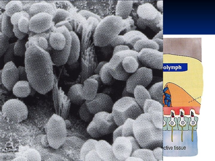 Otolithic organs saculus et utriculus macula n hair cells n supporting cells n gelatinous