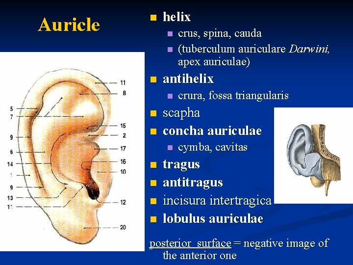 Auricle n helix n n n antihelix n n n crura, fossa triangularis scapha