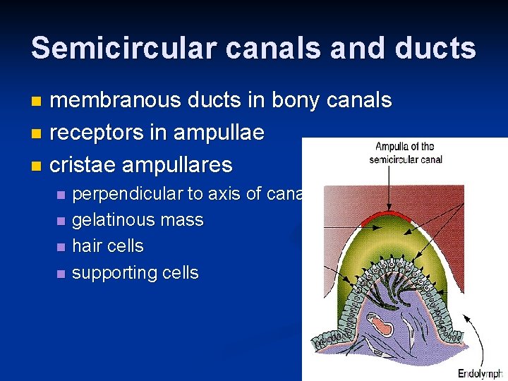 Semicircular canals and ducts membranous ducts in bony canals n receptors in ampullae n