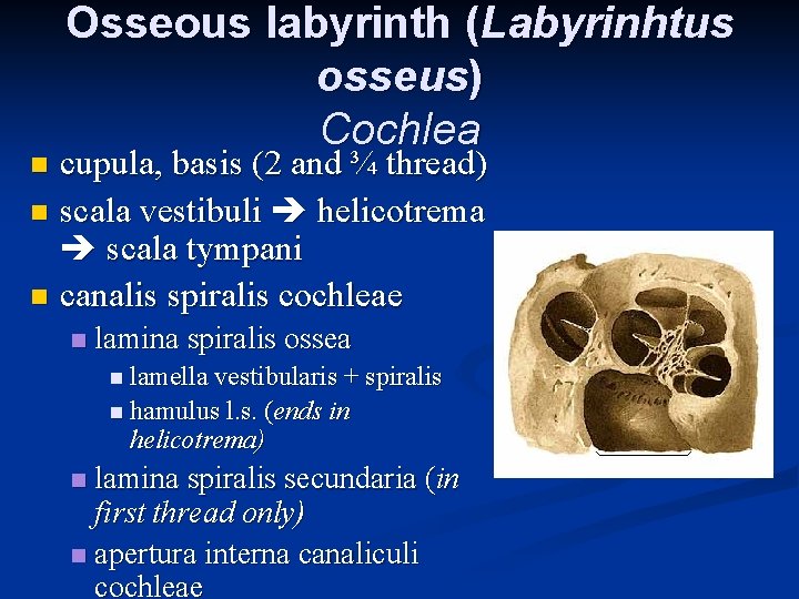 Osseous labyrinth (Labyrinhtus osseus) Cochlea cupula, basis (2 and ¾ thread) n scala vestibuli