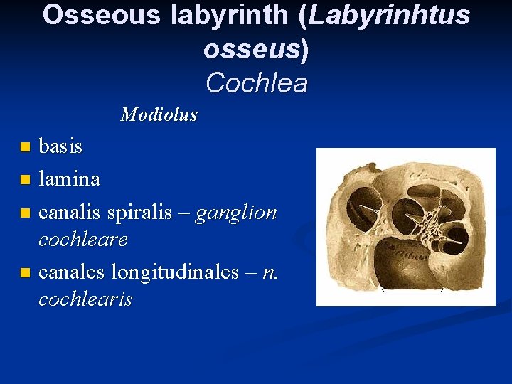 Osseous labyrinth (Labyrinhtus osseus) Cochlea Modiolus basis n lamina n canalis spiralis – ganglion Osseous labyrinth (Labyrinhtus osseus) Cochlea Modiolus basis n lamina n canalis spiralis – ganglion