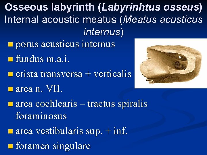 Osseous labyrinth (Labyrinhtus osseus) Internal acoustic meatus (Meatus acusticus internus) n porus acusticus internus