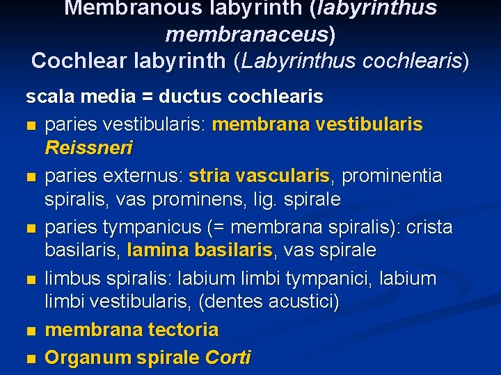 Membranous labyrinth (labyrinthus membranaceus) Cochlear labyrinth (Labyrinthus cochlearis) scala media = ductus cochlearis n Membranous labyrinth (labyrinthus membranaceus) Cochlear labyrinth (Labyrinthus cochlearis) scala media = ductus cochlearis n