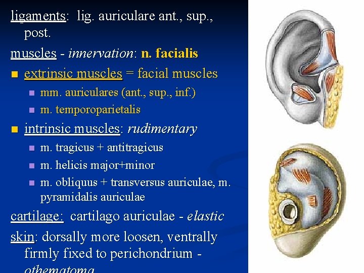 ligaments: lig. auriculare ant. , sup. , post. muscles - innervation: n. facialis n