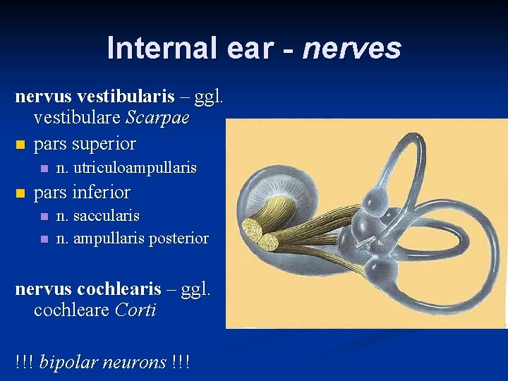 Internal ear - nerves nervus vestibularis – ggl. vestibulare Scarpae n pars superior n