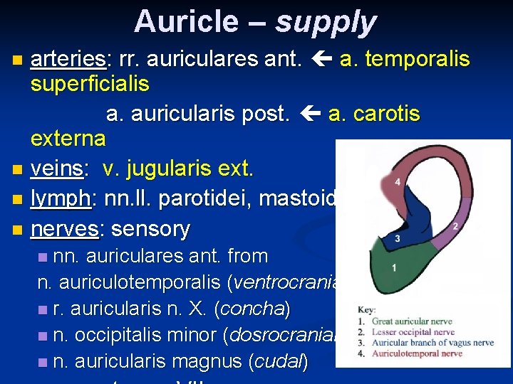 Auricle – supply arteries: rr. auriculares ant. a. temporalis superficialis a. auricularis post. a. Auricle – supply arteries: rr. auriculares ant. a. temporalis superficialis a. auricularis post. a.
