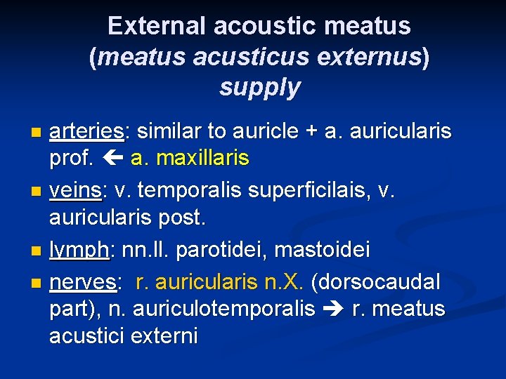 External acoustic meatus (meatus acusticus externus) supply arteries: similar to auricle + a. auricularis External acoustic meatus (meatus acusticus externus) supply arteries: similar to auricle + a. auricularis