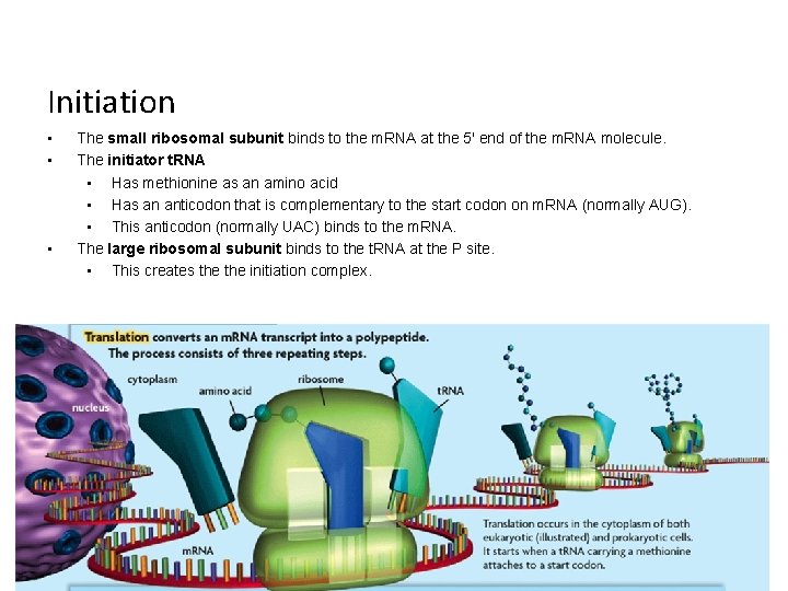 Initiation • • • The small ribosomal subunit binds to the m. RNA at