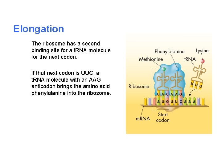 Elongation The ribosome has a second binding site for a t. RNA molecule for