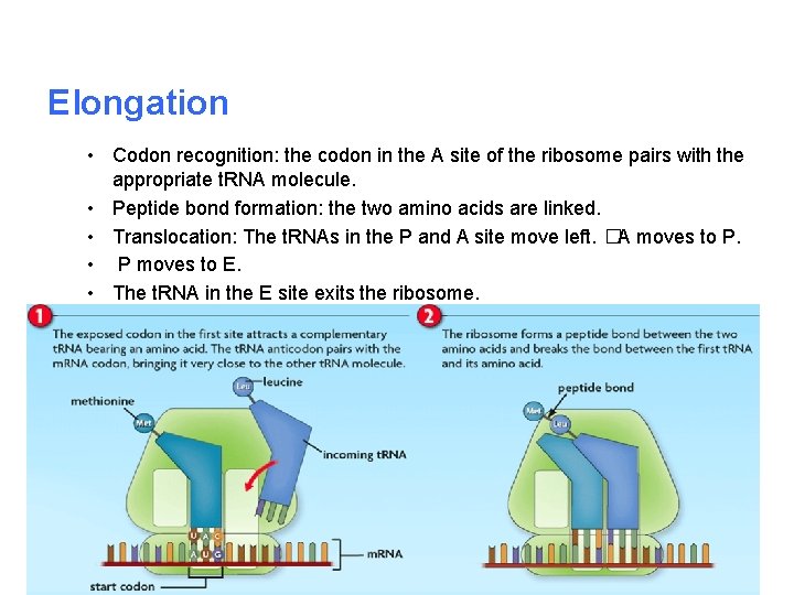 Elongation • Codon recognition: the codon in the A site of the ribosome pairs