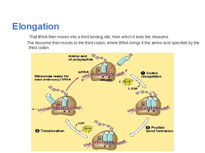 Elongation That t. RNA then moves into a third binding site, from which it