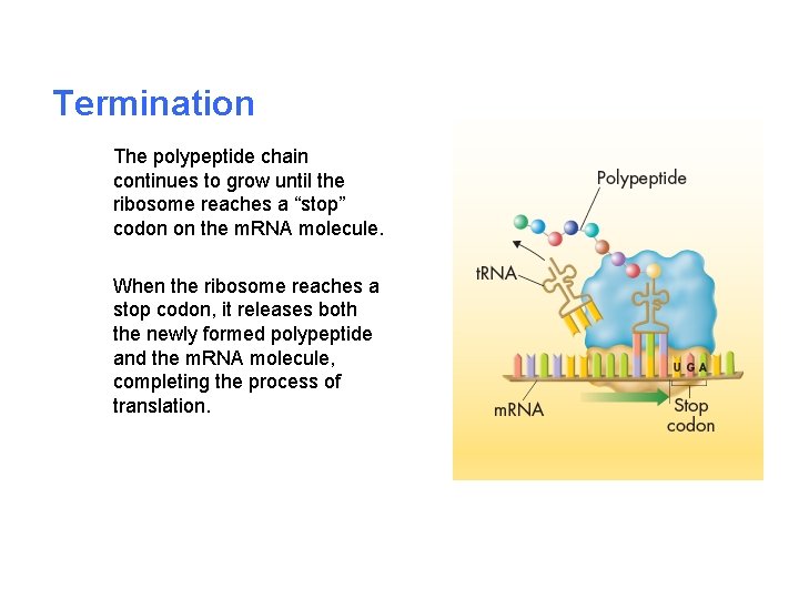 Termination The polypeptide chain continues to grow until the ribosome reaches a “stop” codon