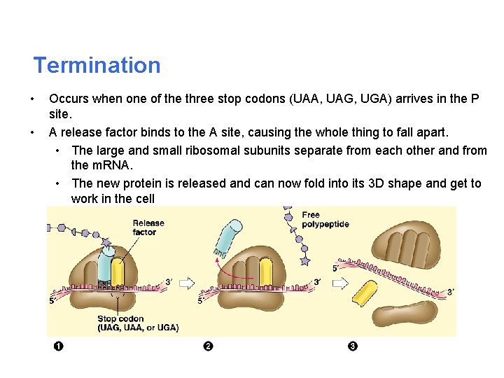 Termination • • Occurs when one of the three stop codons (UAA, UAG, UGA)