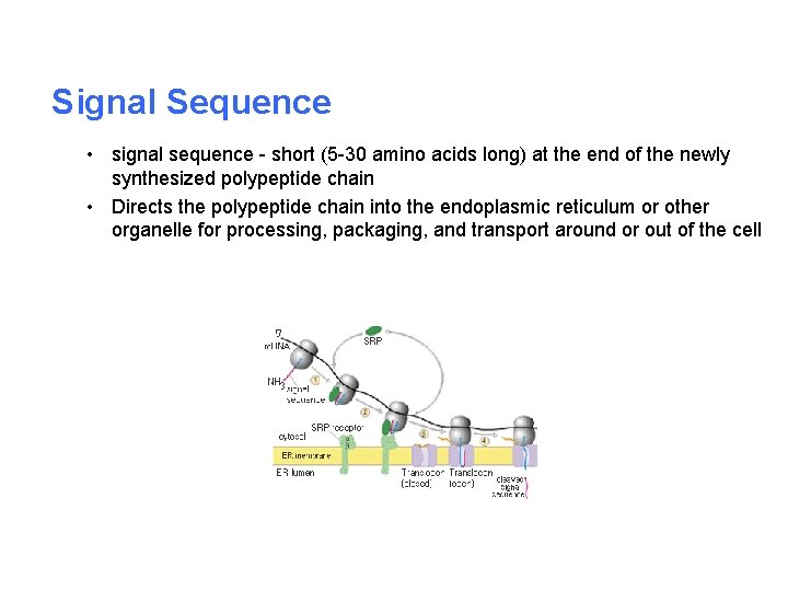 Signal Sequence • signal sequence - short (5 -30 amino acids long) at the