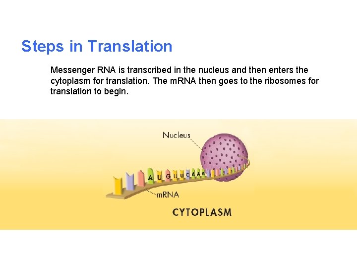 Steps in Translation Messenger RNA is transcribed in the nucleus and then enters the