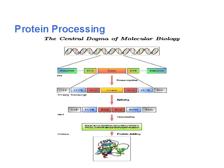 Protein Processing 