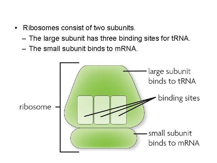  • Ribosomes consist of two subunits. – The large subunit has three binding