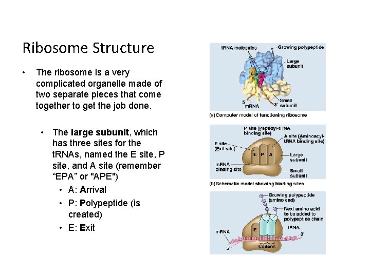 Ribosome Structure • The ribosome is a very complicated organelle made of two separate