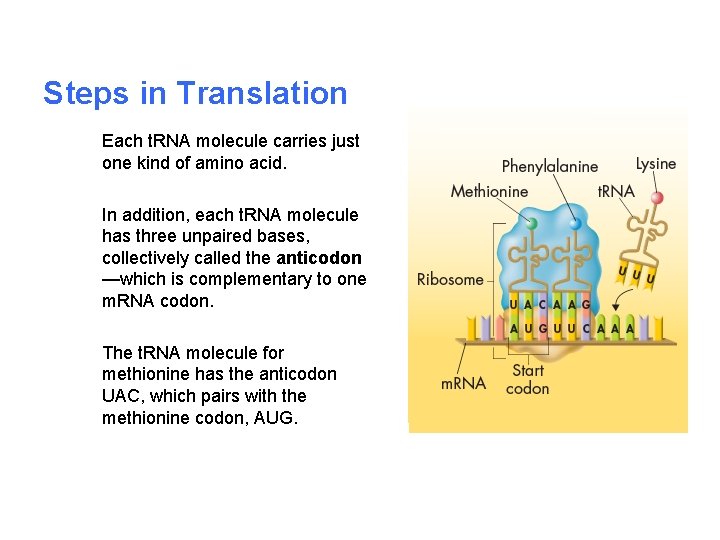 Steps in Translation Each t. RNA molecule carries just one kind of amino acid.