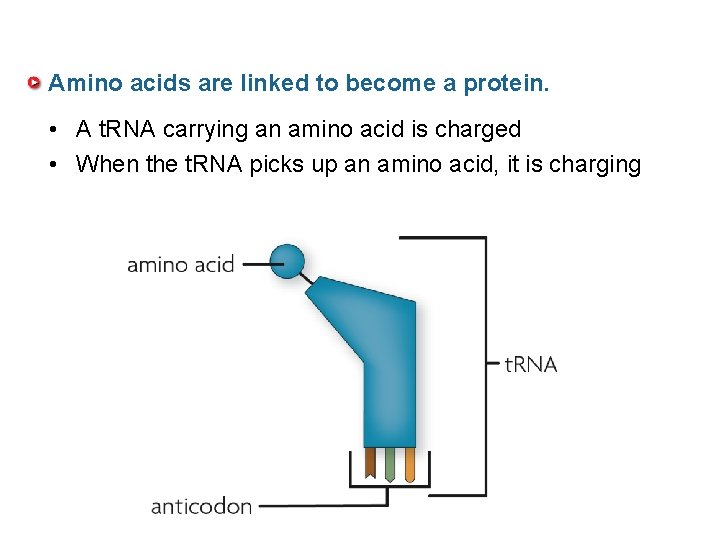 Amino acids are linked to become a protein. • A t. RNA carrying an