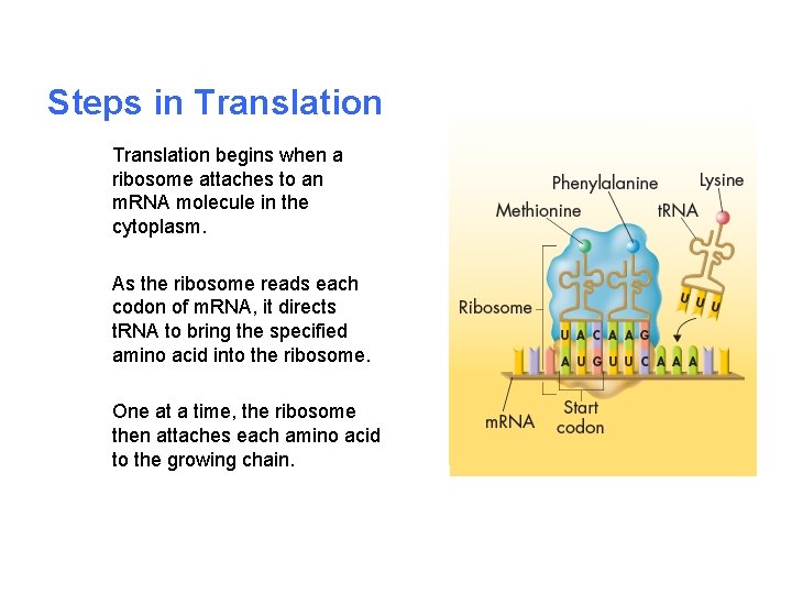 Steps in Translation begins when a ribosome attaches to an m. RNA molecule in