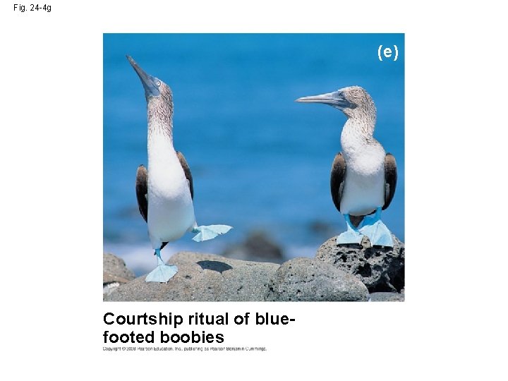 Fig. 24 -4 g (e) Courtship ritual of bluefooted boobies 
