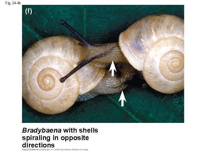 Fig. 24 -4 h (f) Bradybaena with shells spiraling in opposite directions 